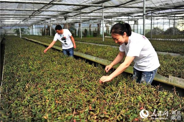 5月18日，湖北省宜昌市夷陵区鸦鹊岭镇五龙村三峡天然药物科技园工人在铁皮石斛种植基地清除杂质。
