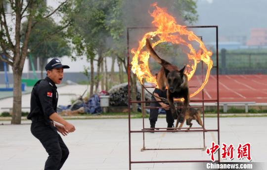 图为训导员在指挥警犬穿越火障。　谭凯兴　摄