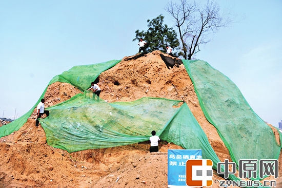 出于保护，工地黄土堆有鸟巢的地方没有覆盖防尘网。