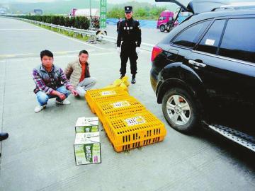 广元市朝天区警方在高速公路例行检查时，发现有人在运输国家二级保护动物小熊猫。