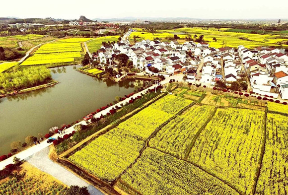 高淳油菜花开时的美景 邵丹摄