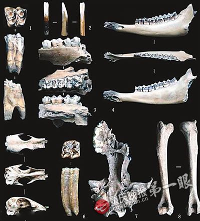 重庆人5000年前戴耳坠项链手镯_凤凰文化