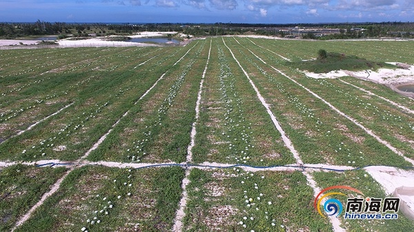 　　160多亩西瓜目前只销售出30多亩，还有130多亩、约80万斤成熟的西瓜等待销售。南海网记者 刘洋 摄