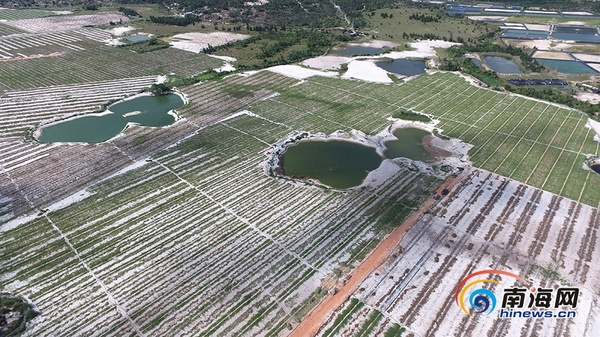 160多亩西瓜目前只销售出30多亩，还有130多亩、约80万斤成熟的西瓜等待销售。南海网记者 刘洋 摄