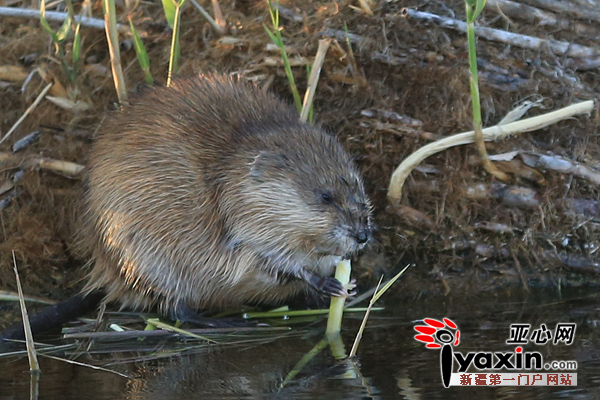 野生麝香鼠正在啃食芦苇嫩芽 陈洋 摄