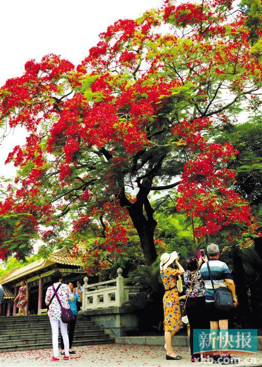 ■烈士陵园的凤凰花引来市民拍照。新快报记者 李小萌/摄