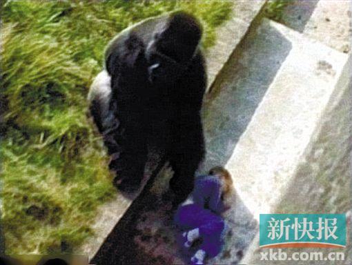 ■1986年8月30日,一名有同样遭遇的英国男孩得到了一只雌性大猩猩的保护。