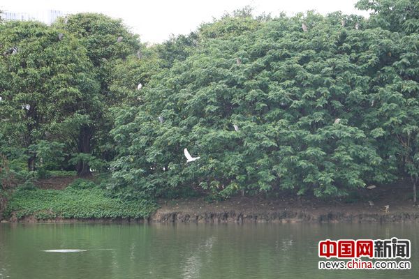 图08：绿岛湖生态区也是白鹭的“天堂”。中国网李云鹏摄