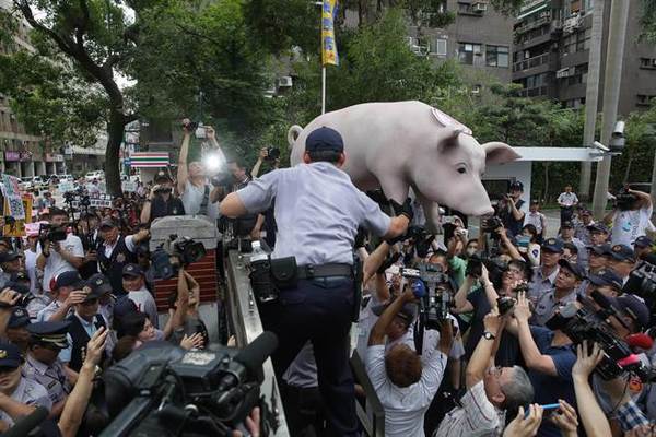 猪农激烈抗议高喊“林全下台、毒猪入台”，美猪标本翻墙冲进“立法院”。图片来自中时电子报