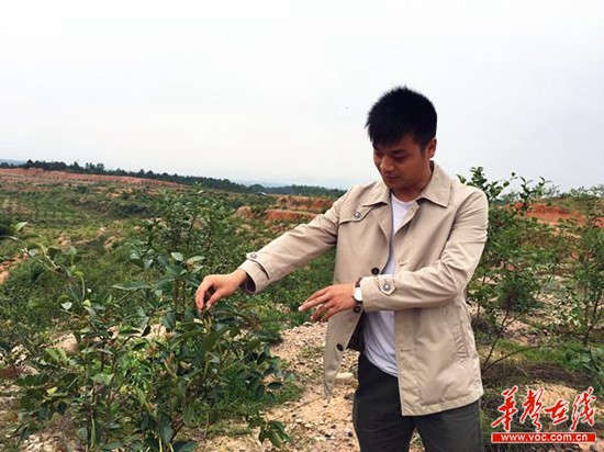 许鹏在自己的油茶基地