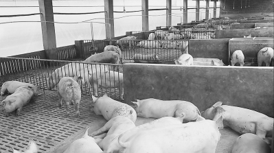 用上治污设备后，养猪场摆脱了臭气熏天、污水横流的局面。