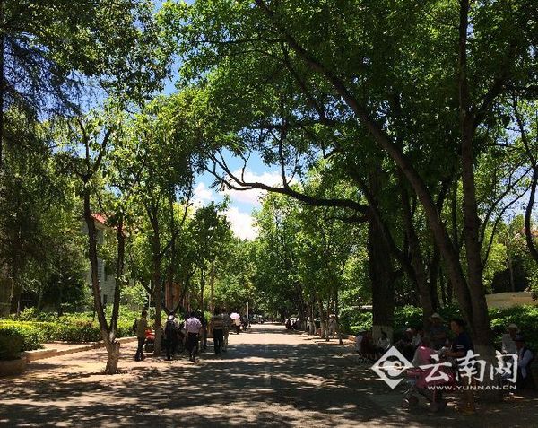 东川区街道绿化