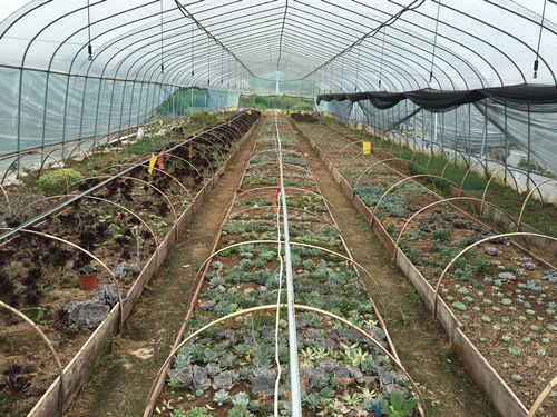 农创客翁杰:用创意点亮农业 打造浙南最大多