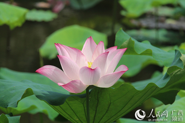 映日荷花别样红