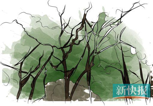 ●罗浮山草药过江龙,多年生草本,6、7月间采收植物全株,除去根茎、须根,晒干或鲜用,可以治疗痛风。