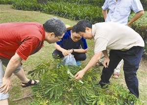 工作人员在深圳湾对凤凰木上的害虫进行取样.