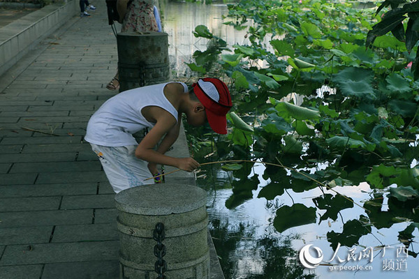 在荷花池边钓螃蟹的小孩