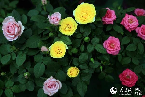 色彩缤纷的玫瑰花。(朱虹 摄)
