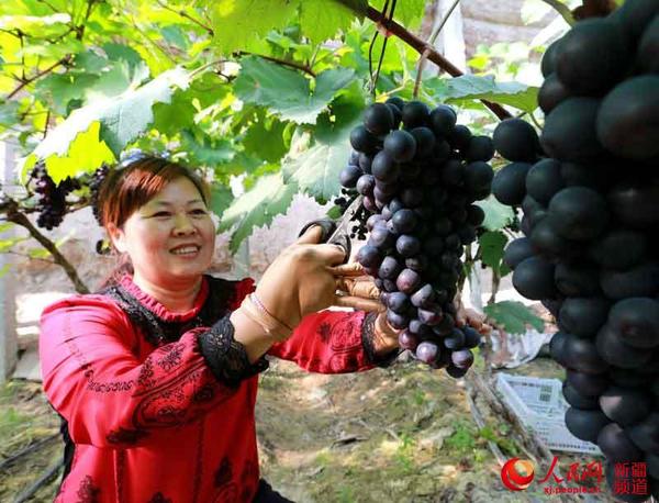图为五师八十一团果农李秋玲为顾客采摘夏黑葡萄。