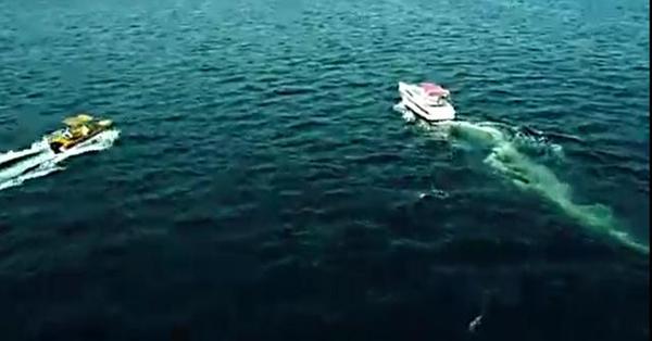 　　 《余罪2》结局：余罪求婚大胸姐，安安被绑成悬疑