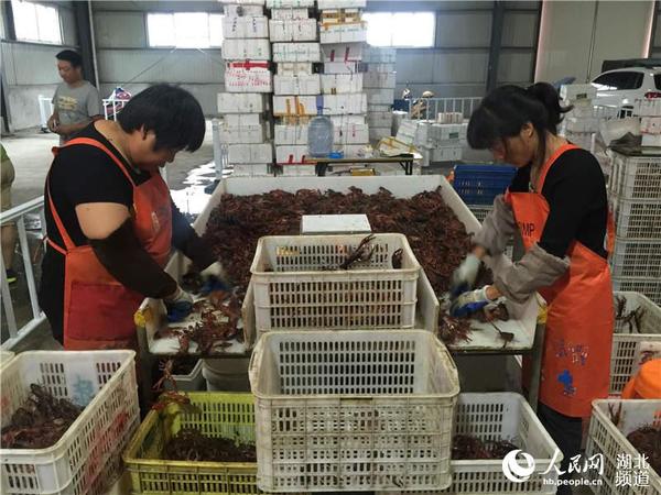 物流园里，工人正在按大小分拣小龙虾。（周雯 摄）