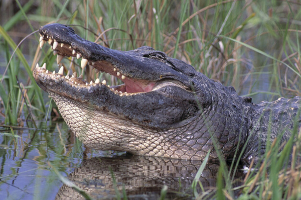 资料图：美国佛罗里达州奥兰多市的迪士尼乐园的鳄鱼