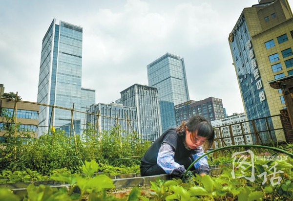 方芳在春熙路商场楼顶投资数百万建设的农场。