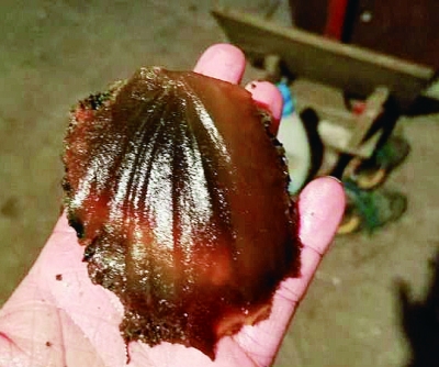 香河村民 发现太岁