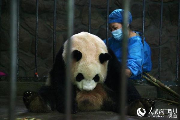 饲养员正在为产后的大熊猫雅莉按摩。（朱虹 摄）