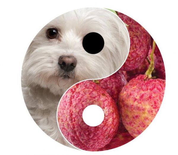 玉林狗肉节为何用荔枝配狗肉 美媒:中国人的温补养生_凤凰资讯