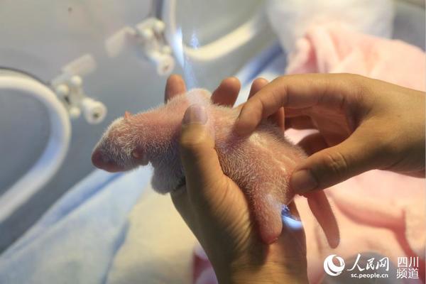 工作人员为新生大熊猫检查身体。（图片由成都大熊猫繁育研究基地提供）