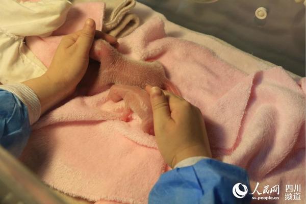 龙凤胎宝宝在育幼箱内。（图片由成都大熊猫繁育研究基地提供）