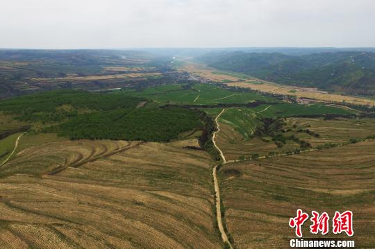 一亩地能八棵巨峰葡萄_农村一亩地一年收入(3)