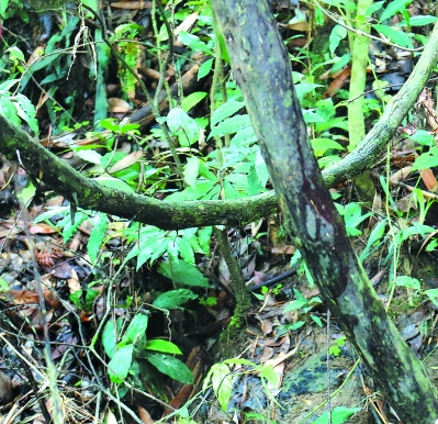 朴实无华毫不起眼的野山葡萄藤，谁也不会想到它会身价百倍，备受追捧。
