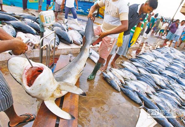 远洋渔船非法捕捞鲨鱼等保育类动物的违规事件，常常在海洋及渔港上演。图片来源：台湾《中时电子报》
