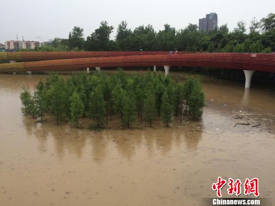 暴雨突袭浙江金华，江边公园被淹没。　奚金燕　摄