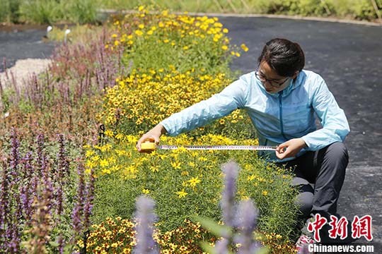 图为北京园林科学院的植物专家正在测量花卉 中新社记者 韩海丹 摄