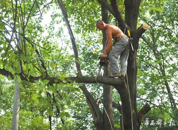 7月4日，成都望江路，圈子里人人都叫他八哥的曹军在树上作业。