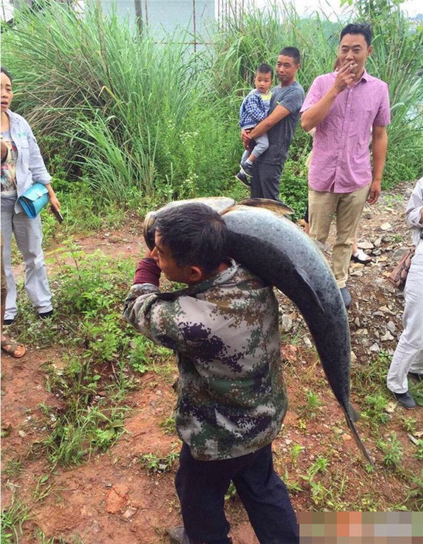 民众捡到的大鱼。