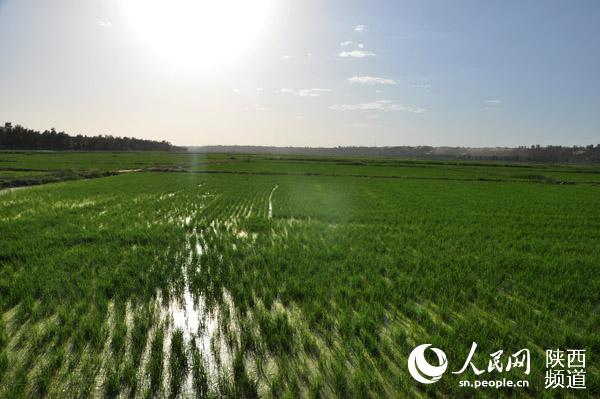 无定河边土地流转之后的大片规模化稻田。张伟 摄