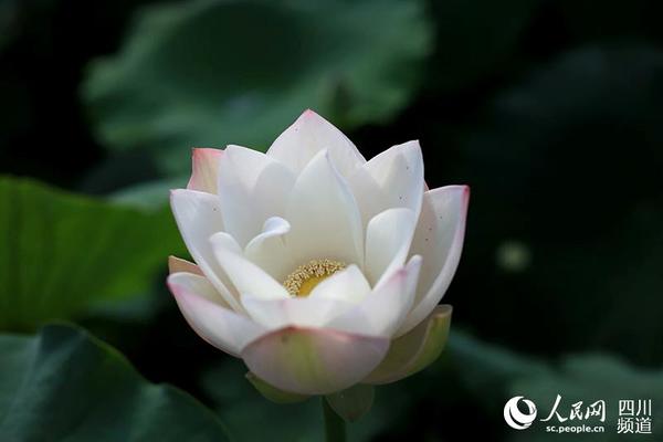又逢盛夏荷花开放的时节，井坝村的荷塘早已荷香四溢。（石岁雄 摄）