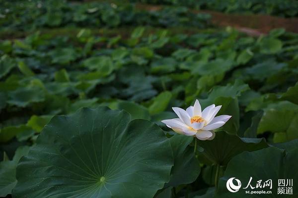 又逢盛夏荷花开放的时节，井坝村的荷塘早已荷香四溢。（石岁雄 摄）
