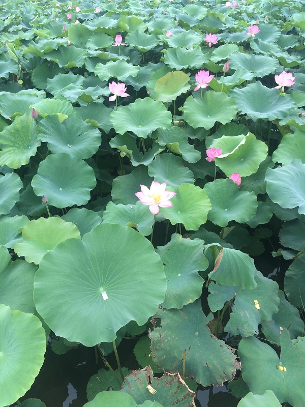 文信荷园中绽放的荷花