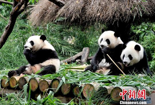 广州长隆诞生的全球唯一大熊猫三胞胎将满两周岁之时,在7月14日再次迎来重要生命节点:三个小家伙顺利度过食物转化阶段,具备独立生活能力。 王华摄