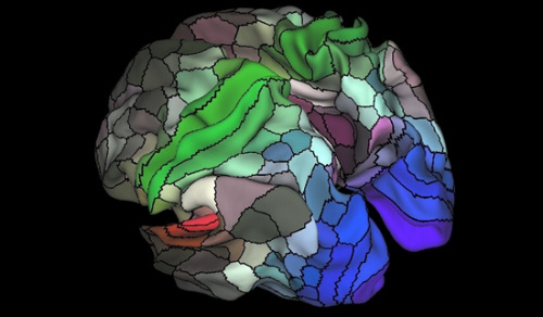 科学家绘制最精确大脑“地图”：一侧分为180个区(图)