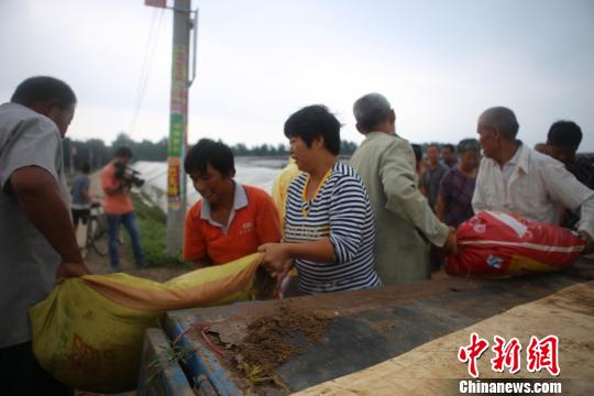 饶阳县村民自发组织装填沙土、背运沙袋护卫堤防。　张婷婷　摄