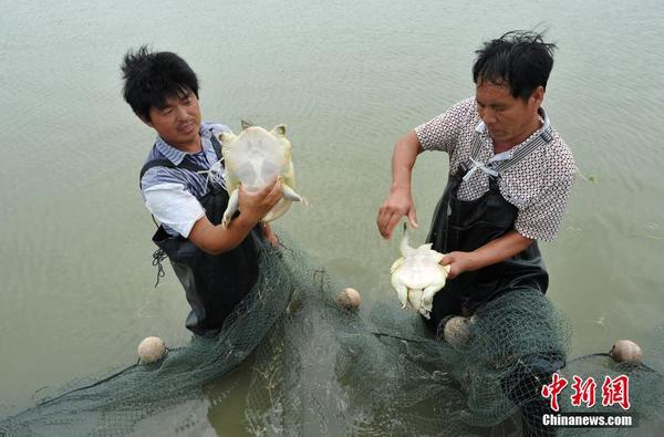 山西青年农民组建甲鱼养殖合作社致富
