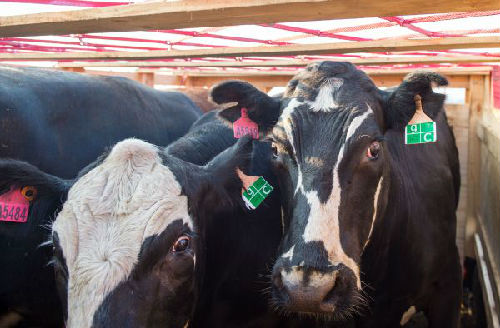 中国买家瞄准澳洲活牛 推高牛价速度或超铁矿石