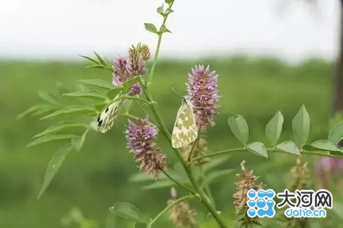 三门峡湿地植物刺果甘草