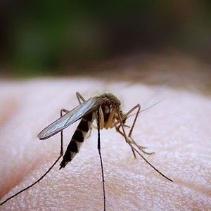 乌市这两年蚊子变多了?其实是绿化面积增多引